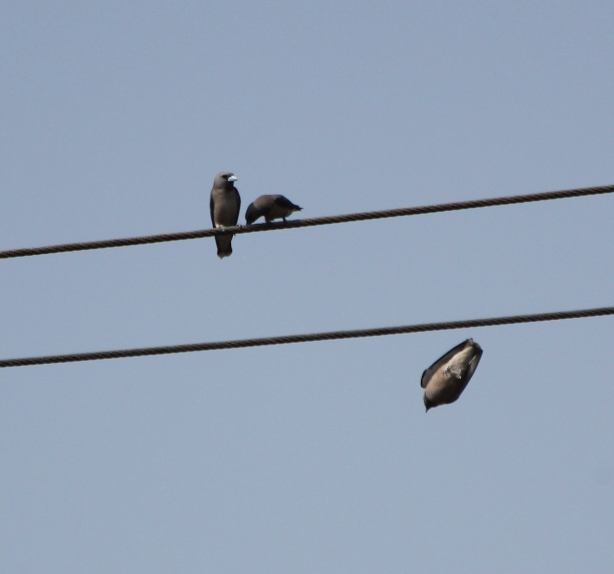 Ashy Woodswallow - ML353315761