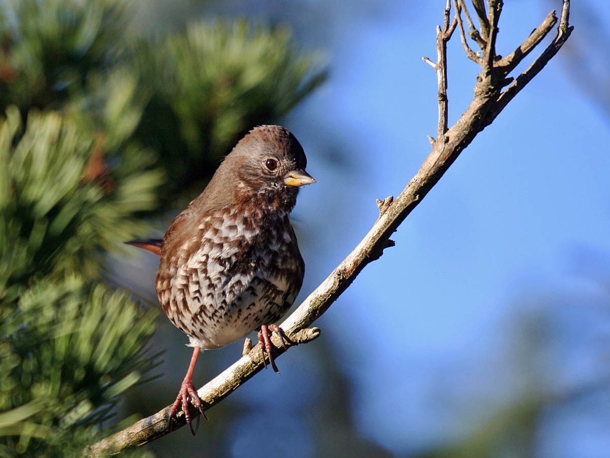 Fox Sparrow (Sooty) - ML35331621