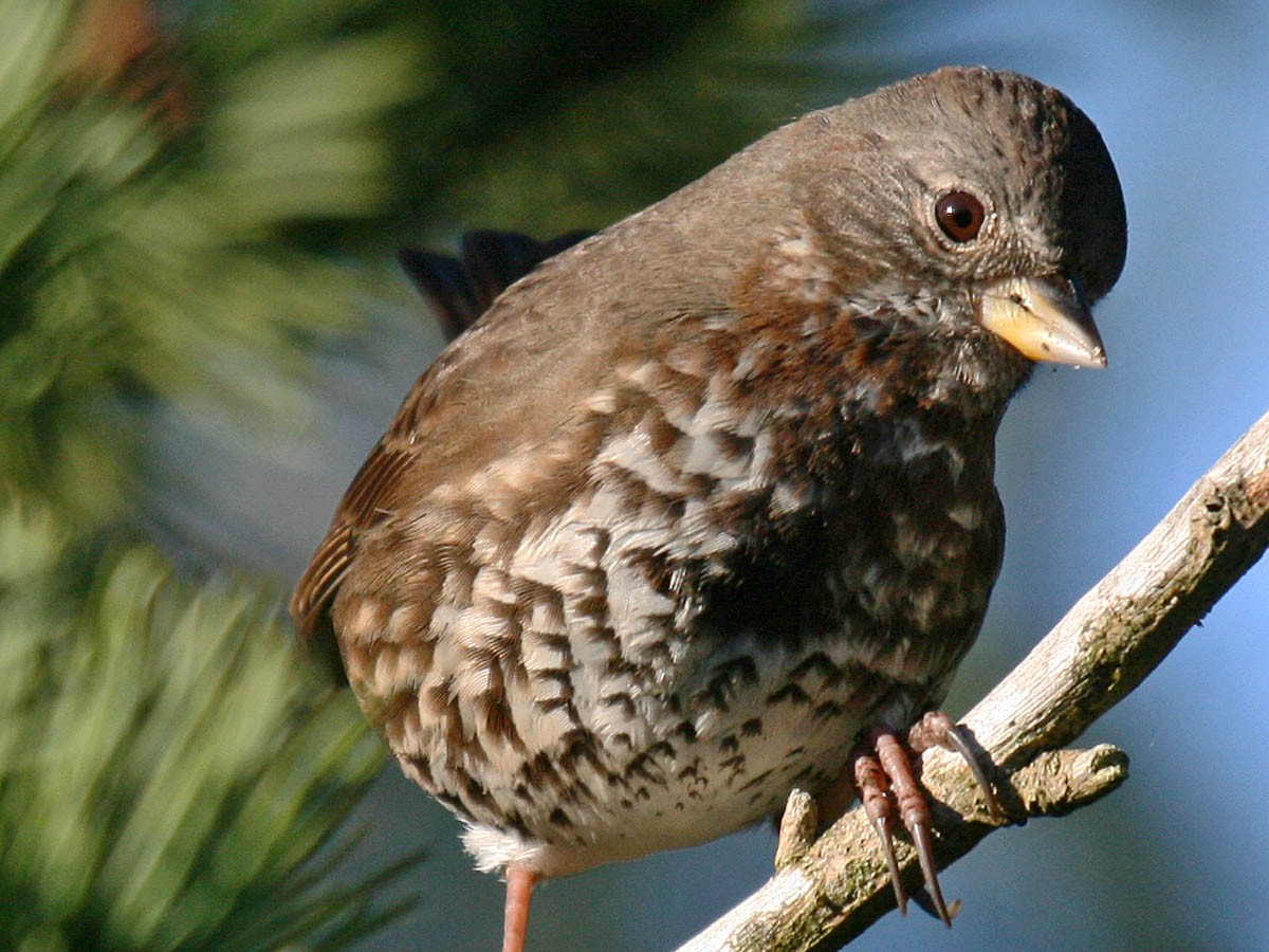 Fox Sparrow (Sooty) - ML35331631