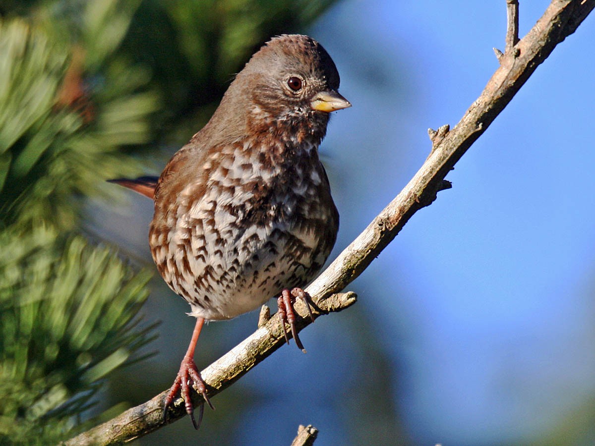 Fox Sparrow (Sooty) - Greg Gillson