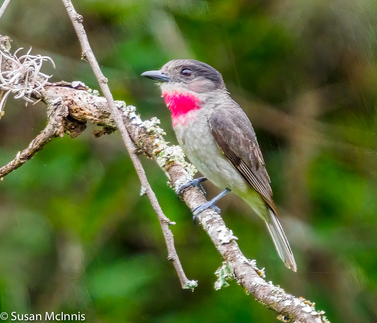 Rose-throated Becard - ML353316841