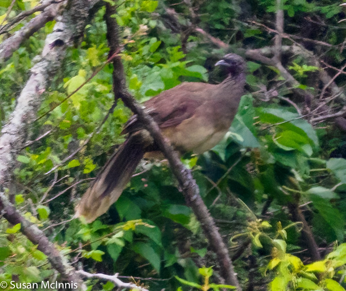 West Mexican Chachalaca - ML353317151
