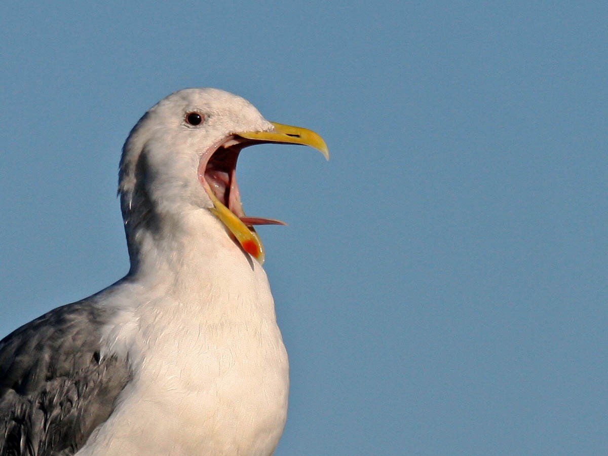 Western Gull - ML35331761