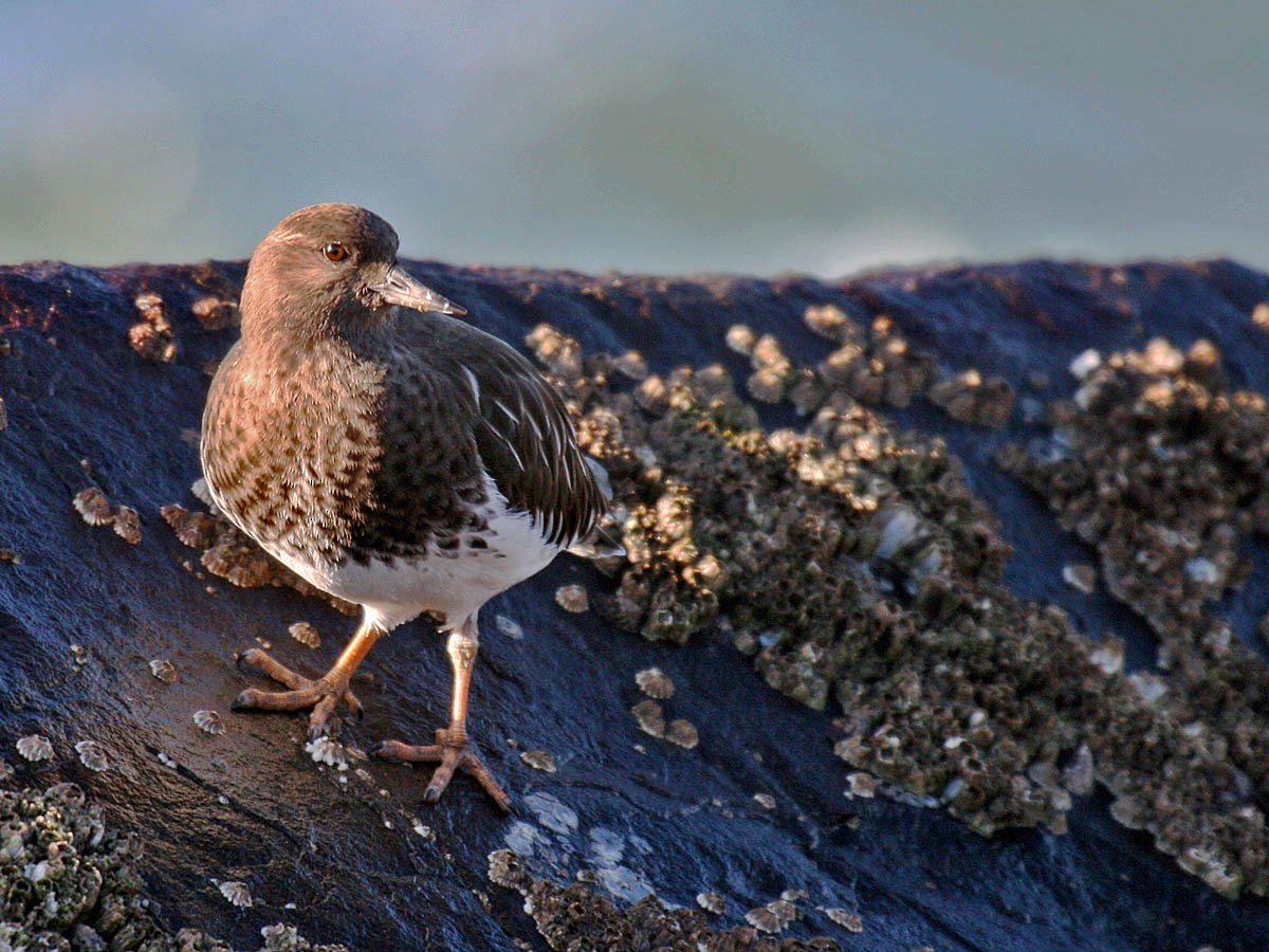 Black Turnstone - Greg Gillson