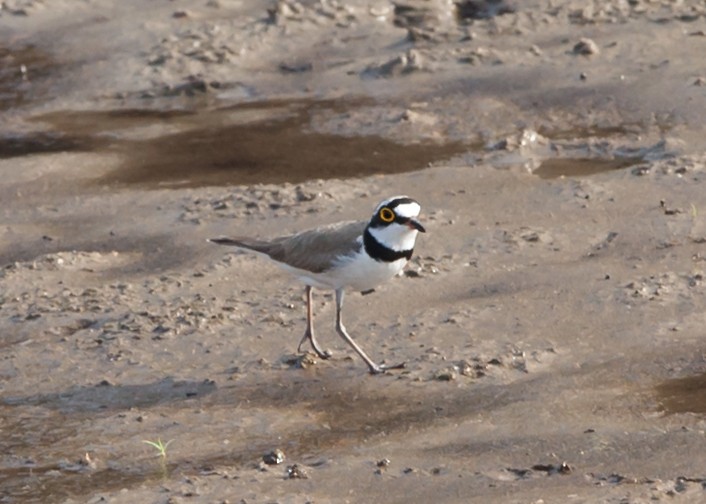 Little Ringed Plover - ML353318381