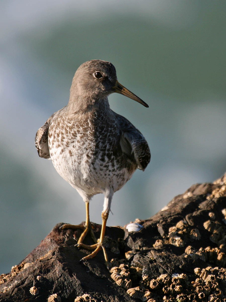 Rock Sandpiper - Greg Gillson