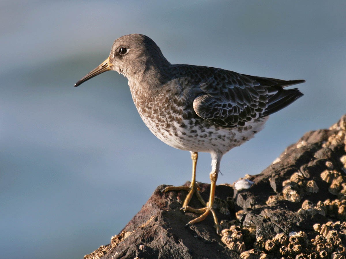 Rock Sandpiper - ML35331851