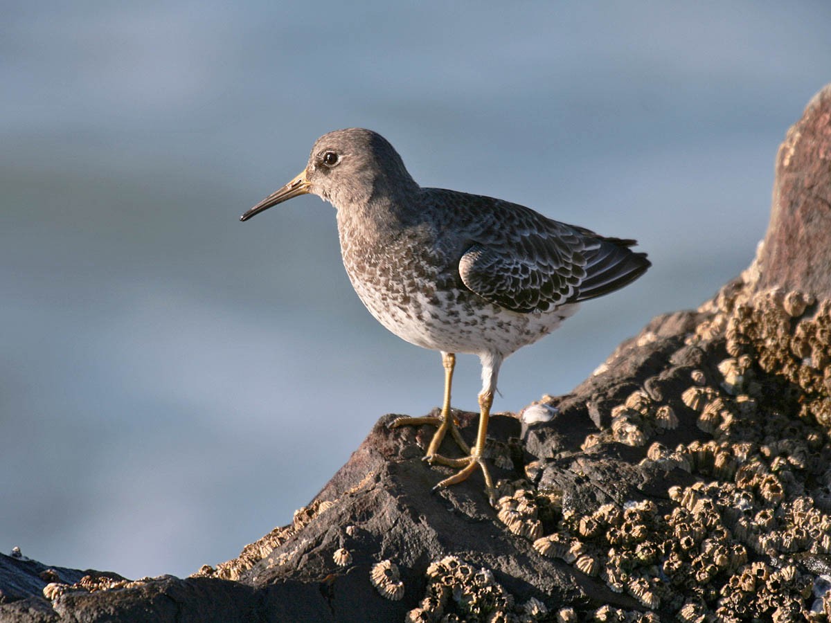 Rock Sandpiper - ML35331861