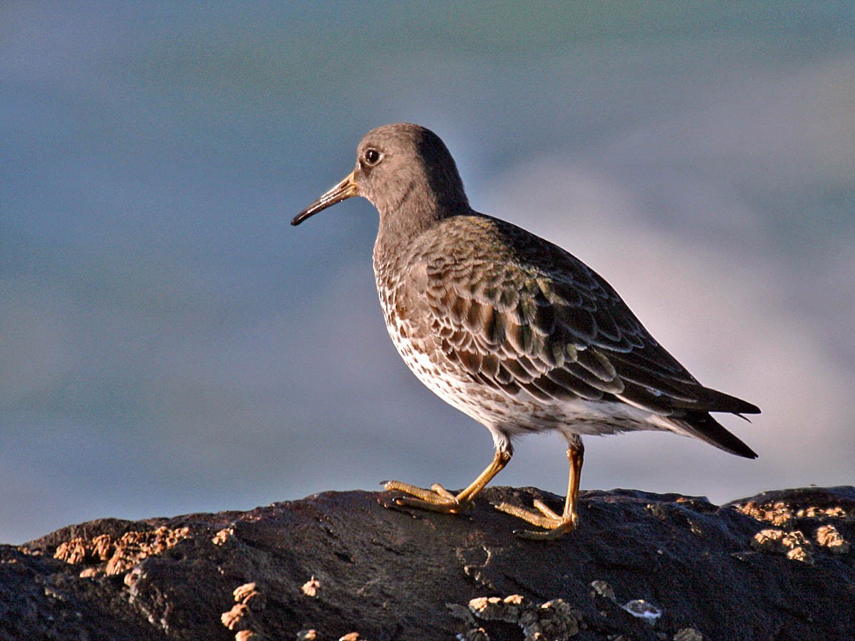 Rock Sandpiper - Greg Gillson