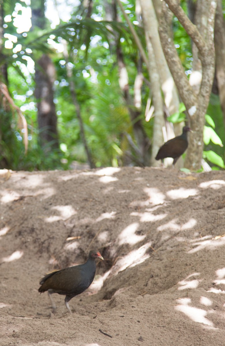 Melanesian Megapode - Simon Keizer