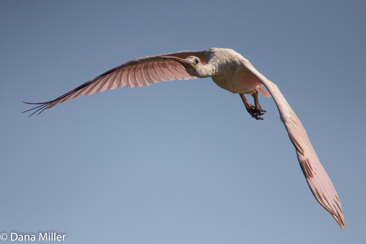 Roseate Spoonbill - ML353319111