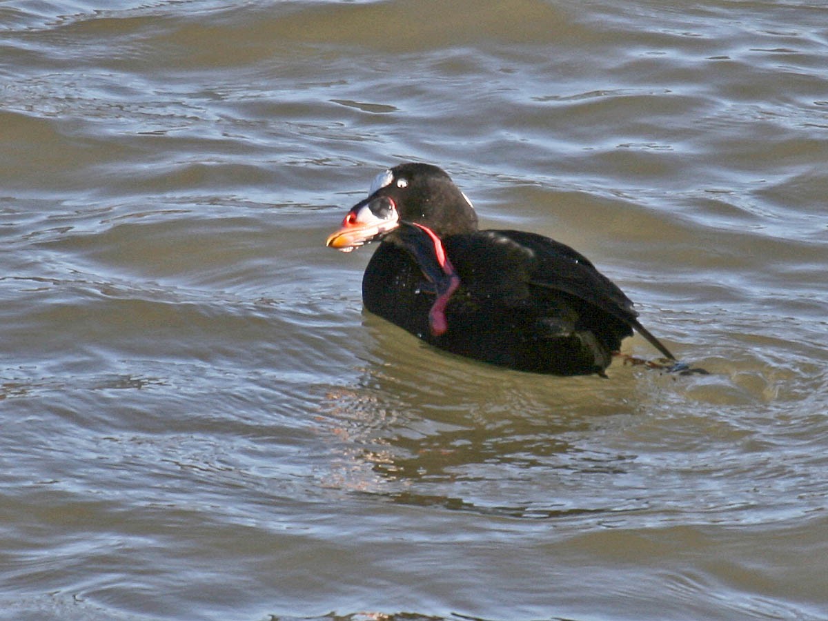 Surf Scoter - Greg Gillson