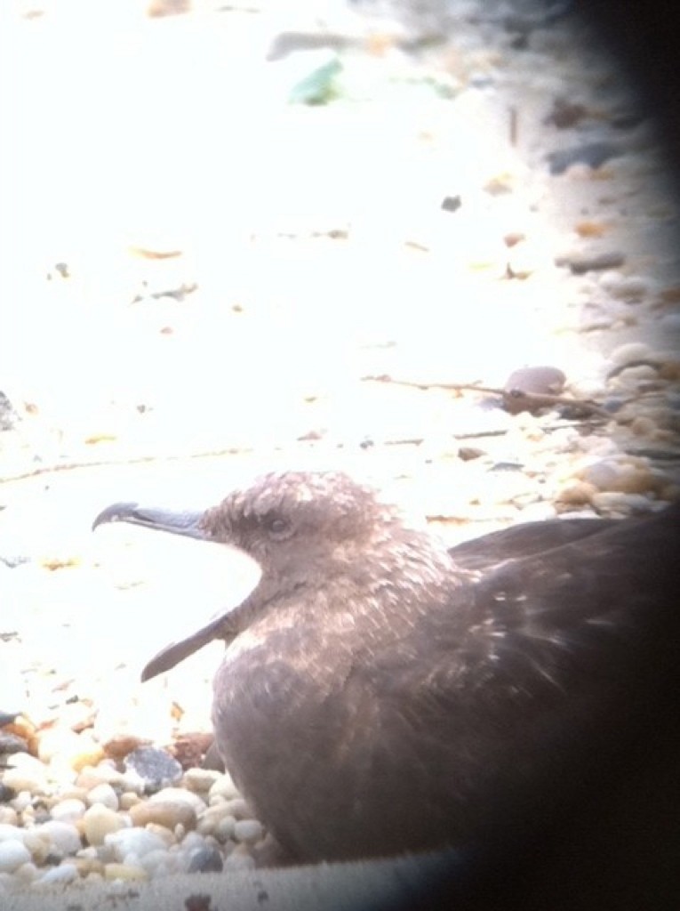 South Polar Skua - ML353319671