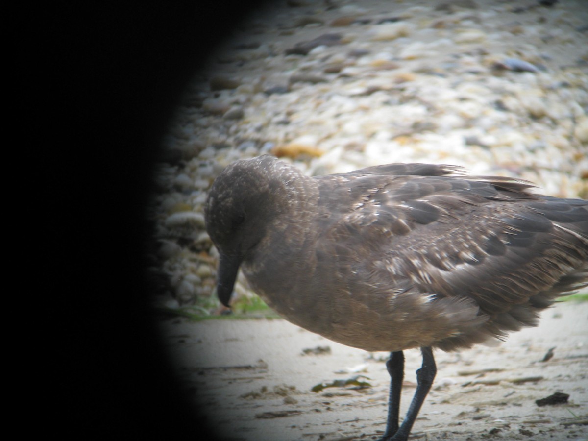 South Polar Skua - ML353319681