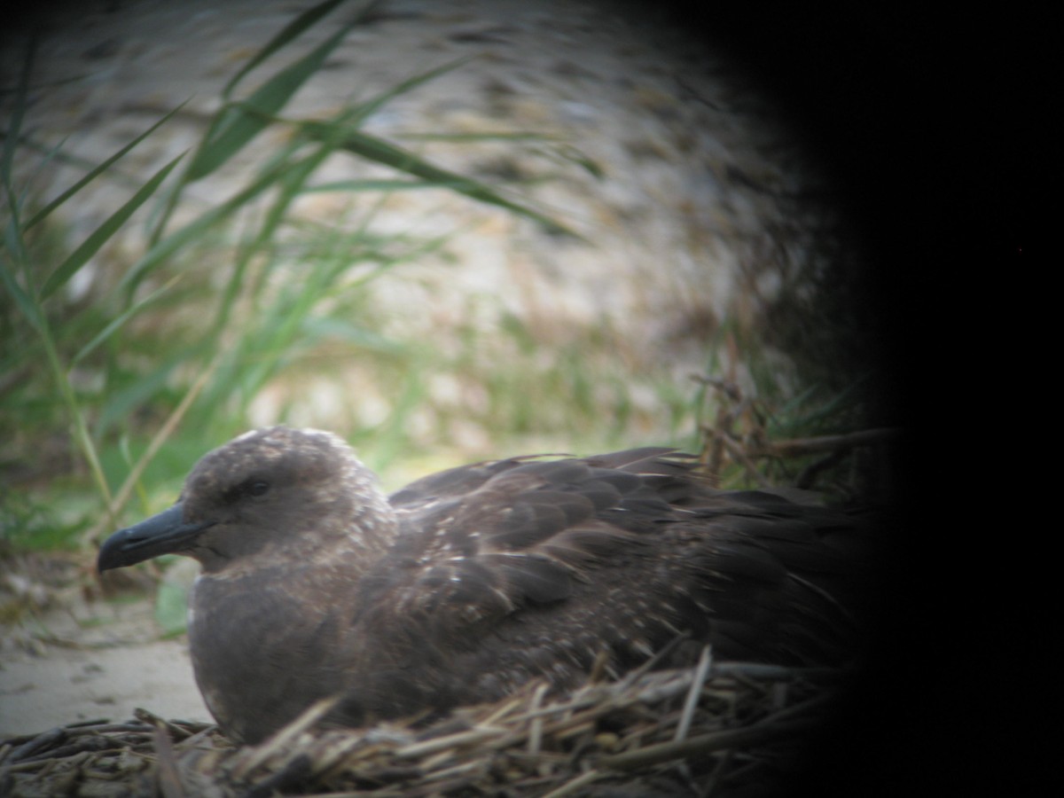 South Polar Skua - ML353319711