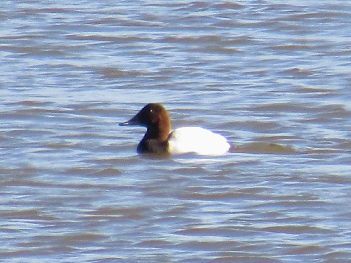 Canvasback - ML35332011