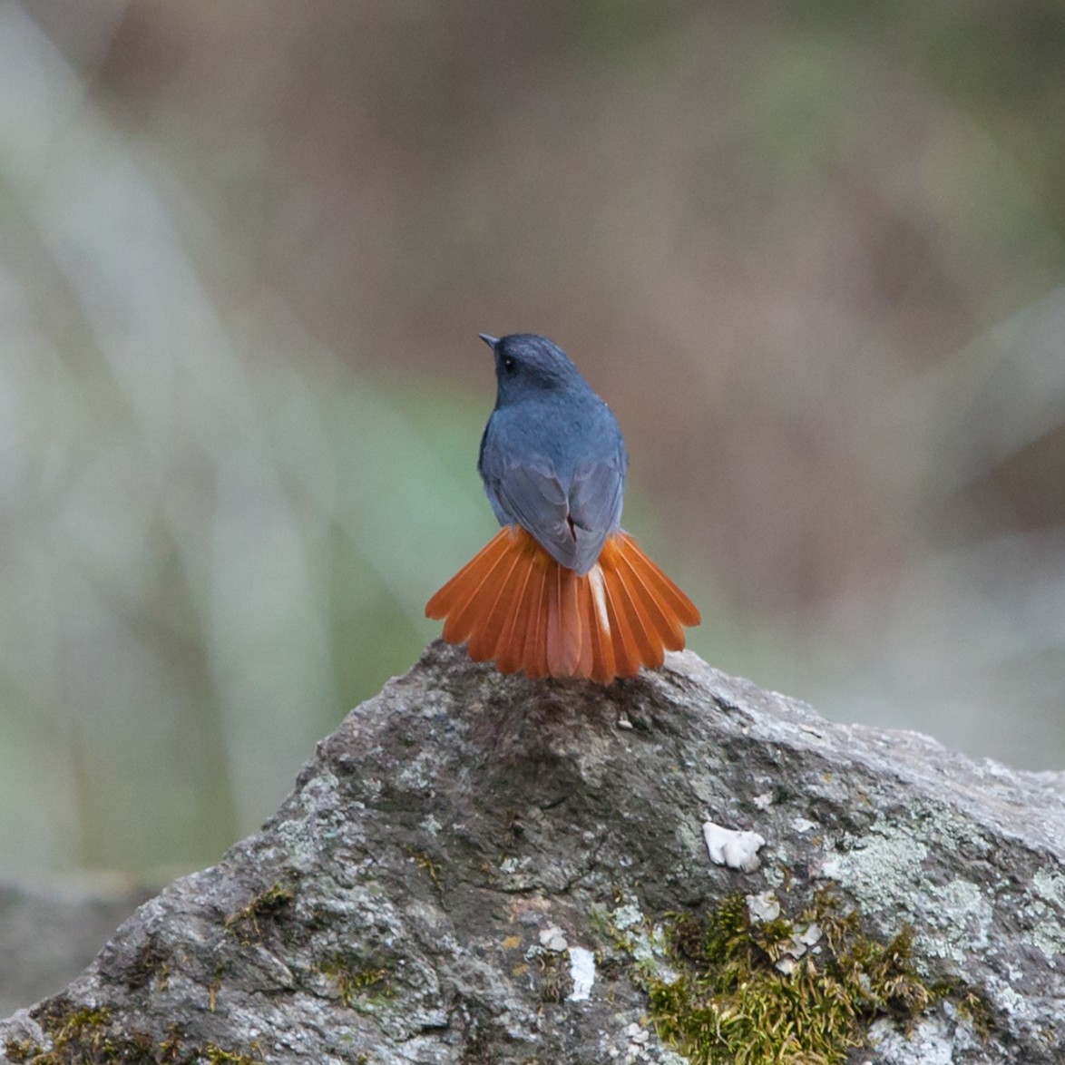 Plumbeous Redstart - ML353320271