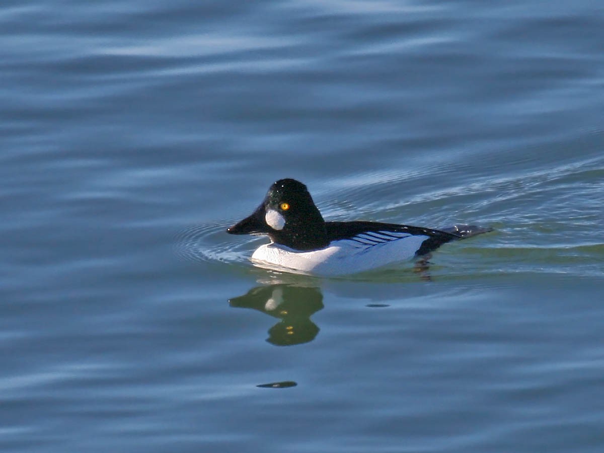 Common Goldeneye - Greg Gillson