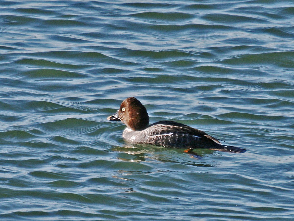 Common Goldeneye - ML35332051