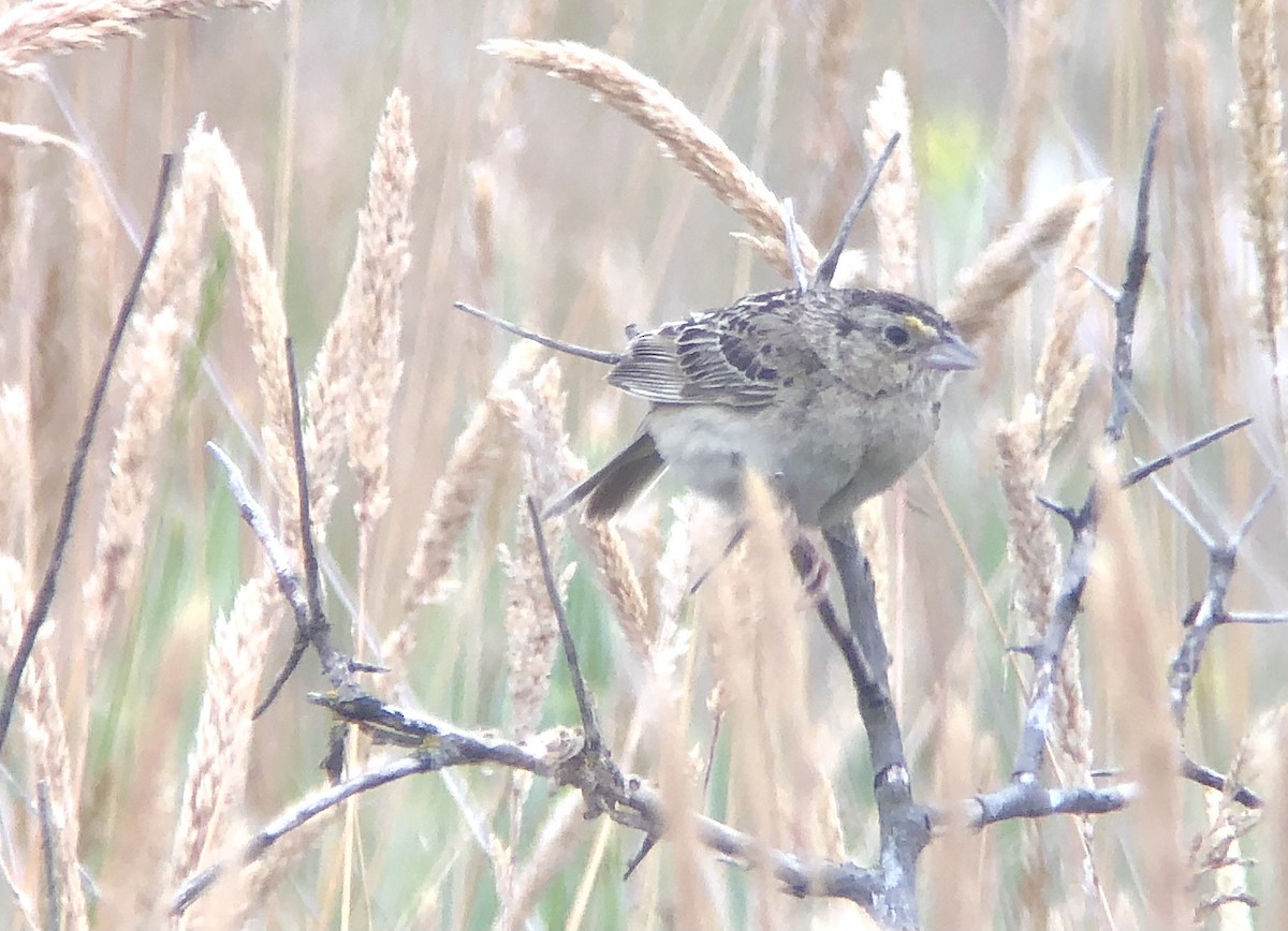 Grasshopper Sparrow - ML353321241