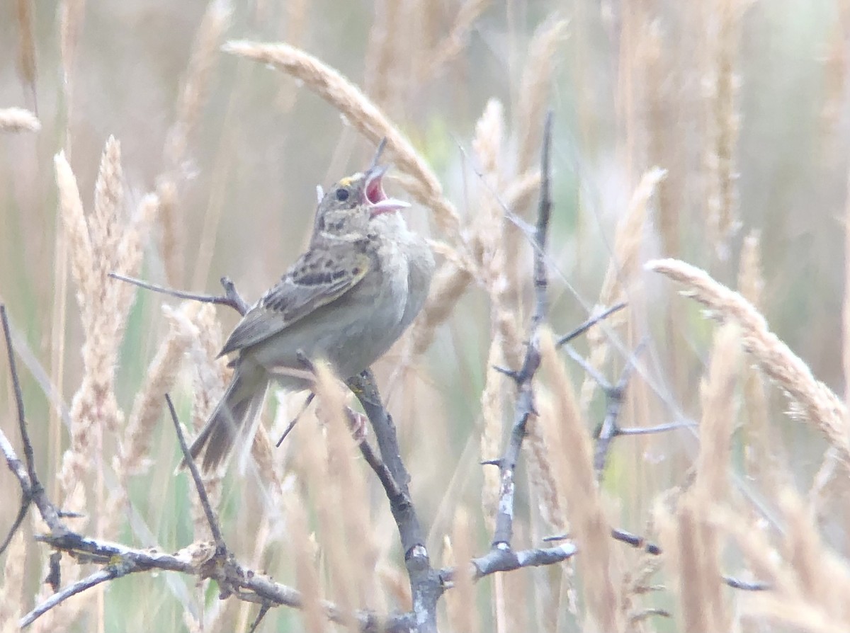 Grasshopper Sparrow - ML353321271