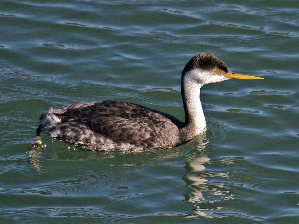 Western Grebe - Greg Gillson