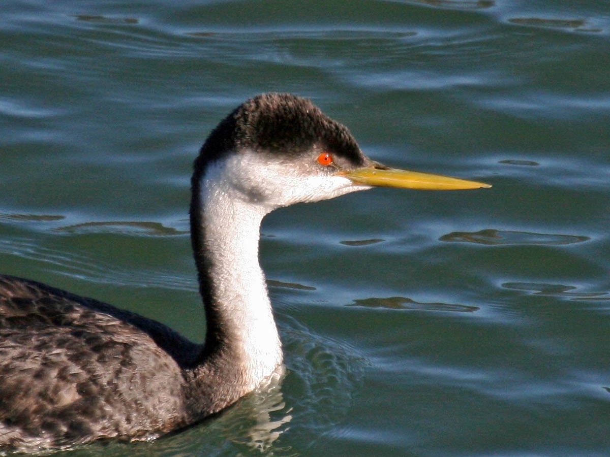 Western Grebe - ML35332141