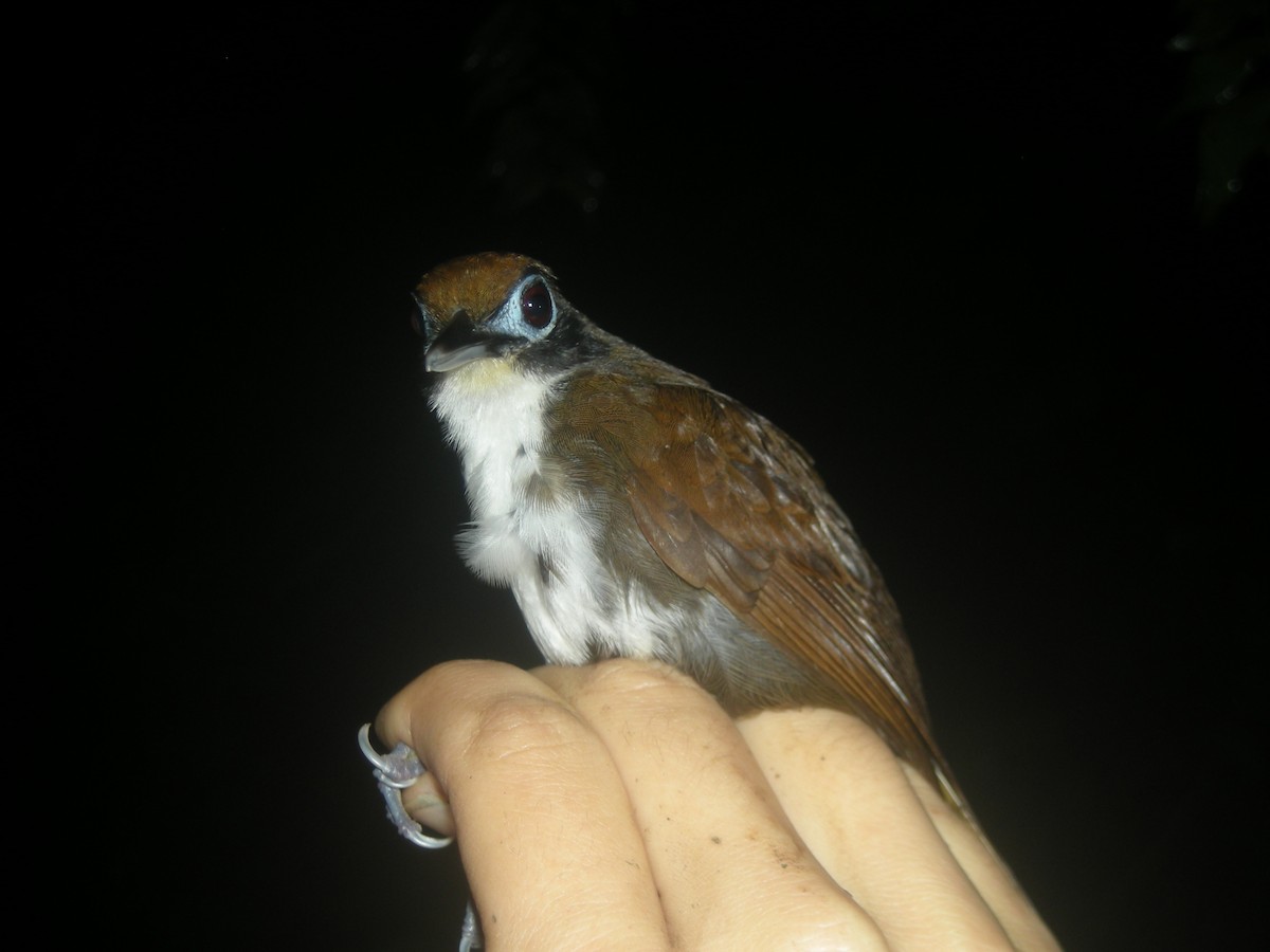 Bicolored Antbird - ML35332241