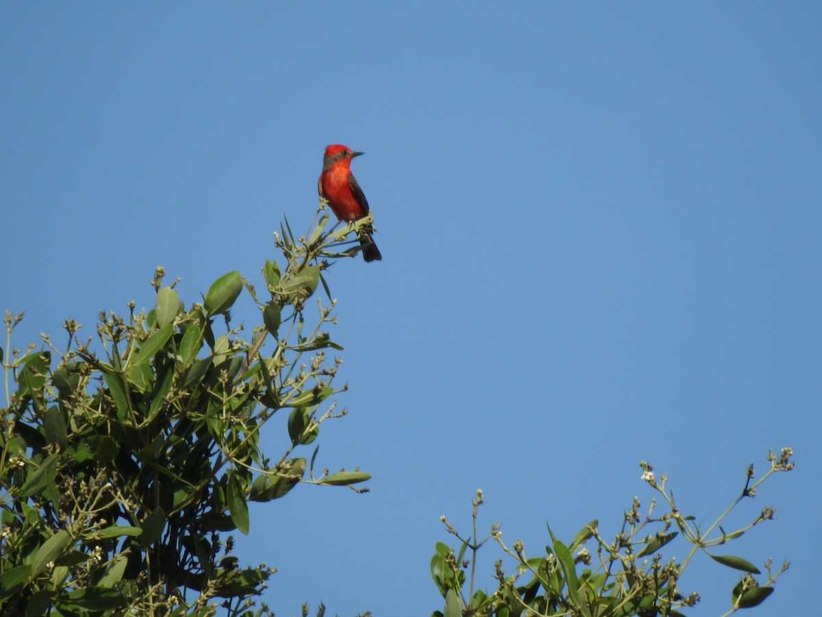 Vermilion Flycatcher - ML353322741