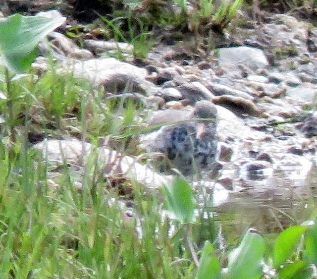 Spotted Sandpiper - Catherine Hagen