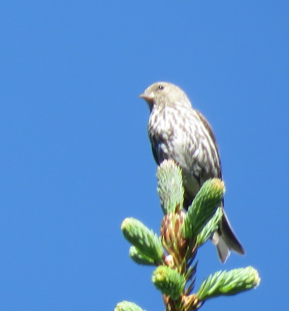 Pine Siskin - Catherine Hagen