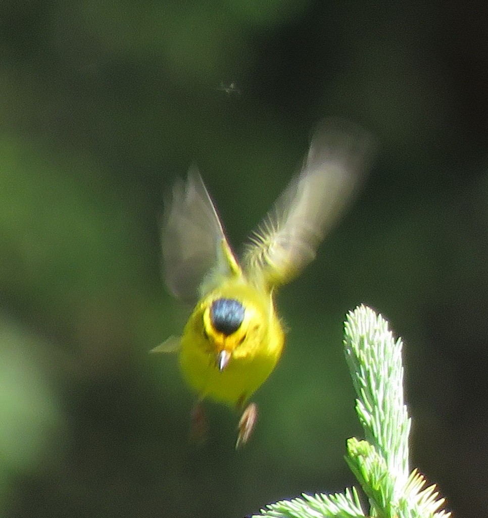 Wilson's Warbler - ML353324631