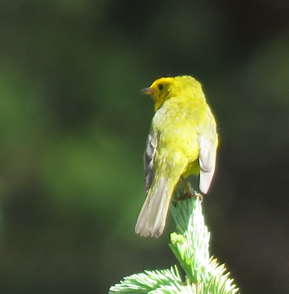 Wilson's Warbler - Catherine Hagen