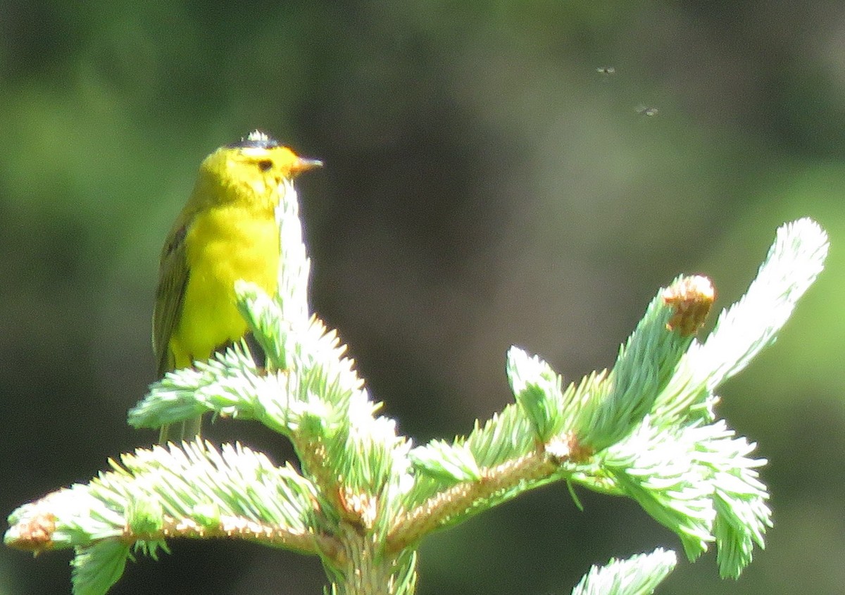 Wilson's Warbler - Catherine Hagen