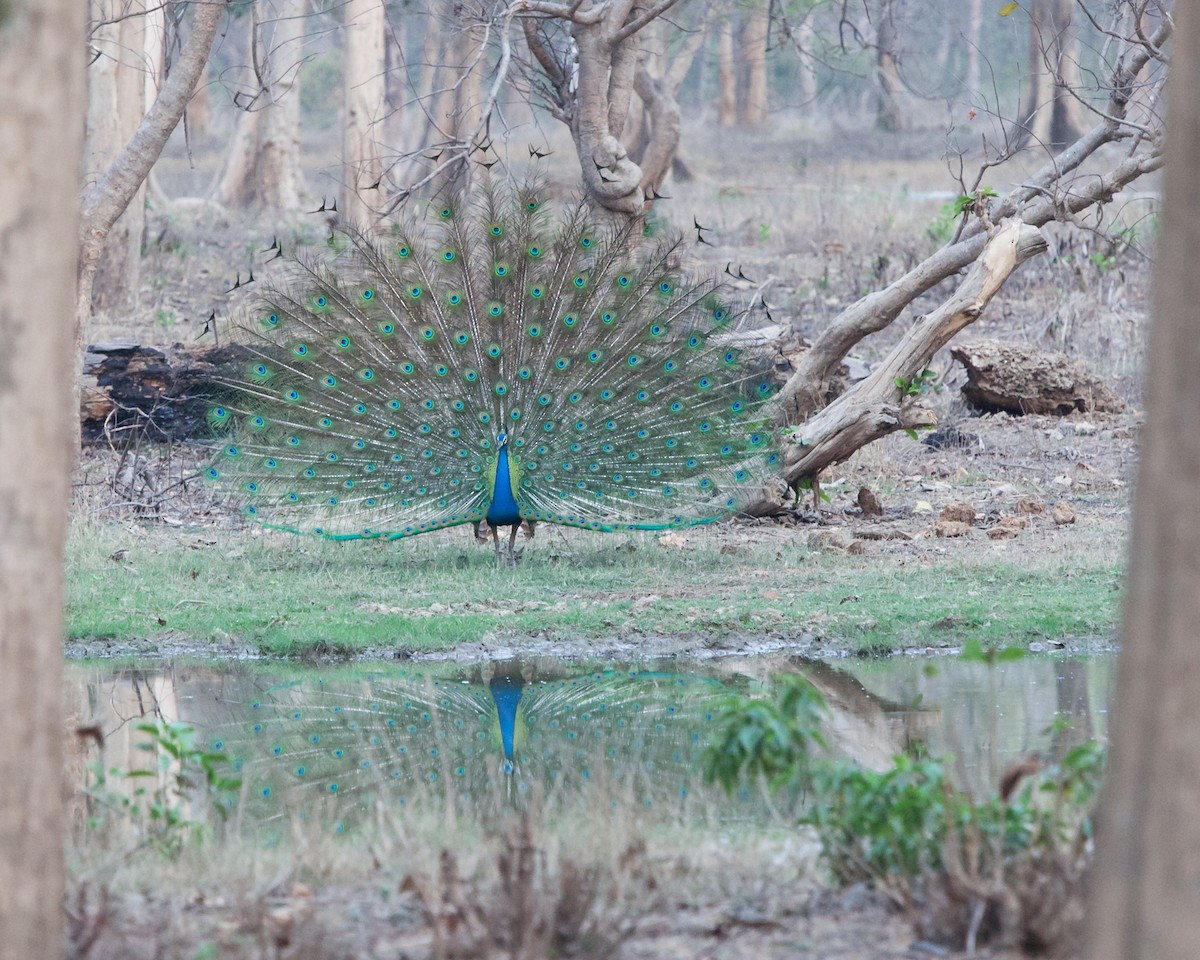 Indian Peafowl - ML353324781