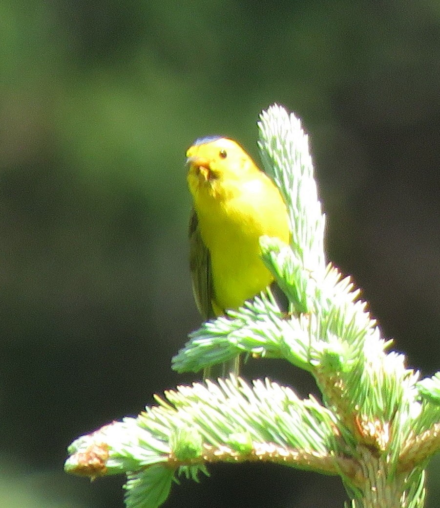 Wilson's Warbler - ML353324861