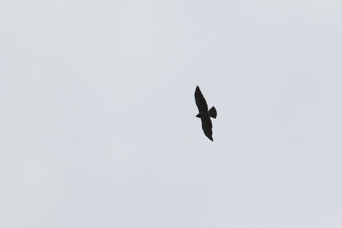 Swainson's Hawk - ML353327531