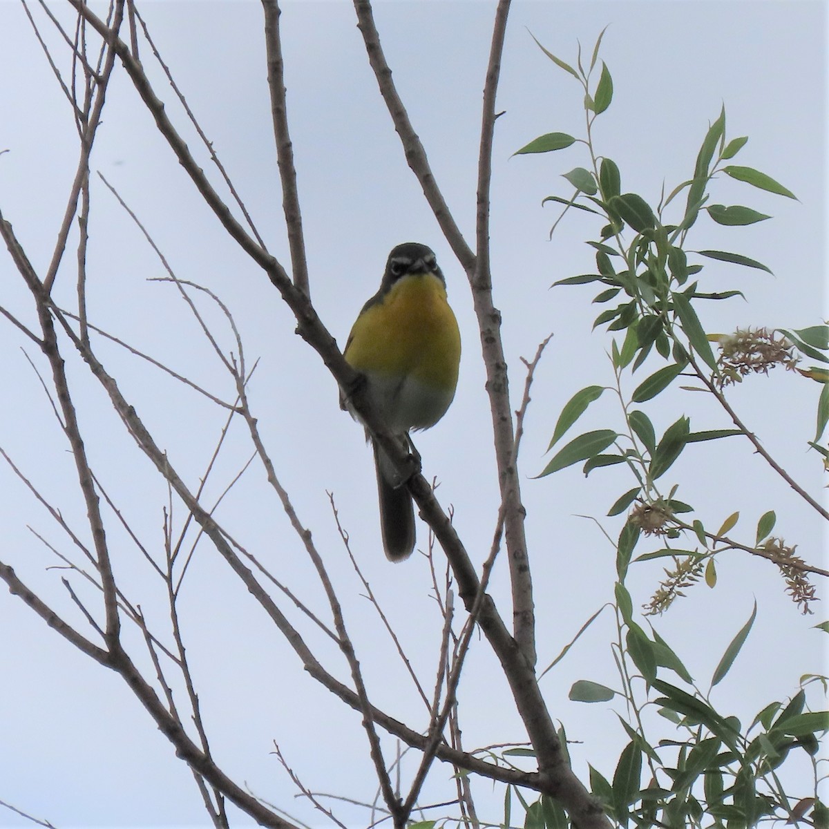 Yellow-breasted Chat - Doug Kibbe