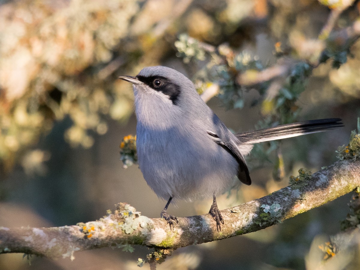 Masked Gnatcatcher - ML353329851