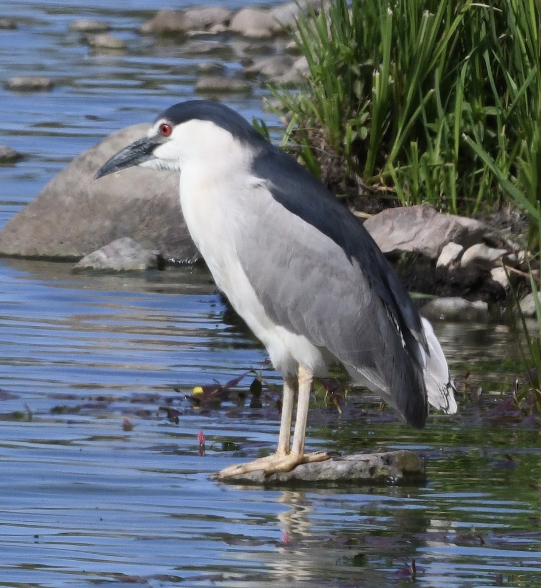 Ногоовор зашин - ML353331201