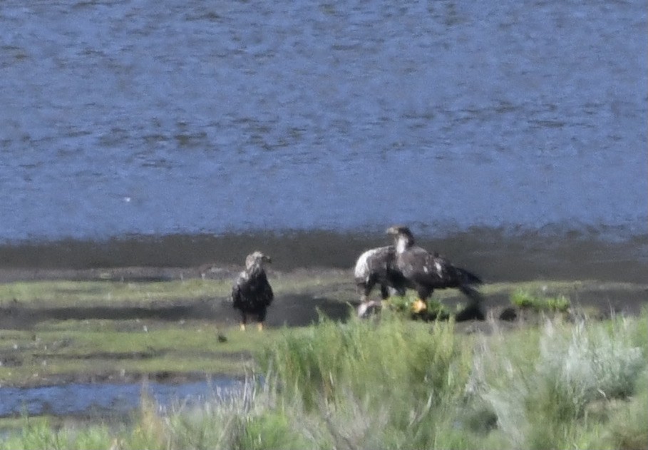 Bald Eagle - ML353331251