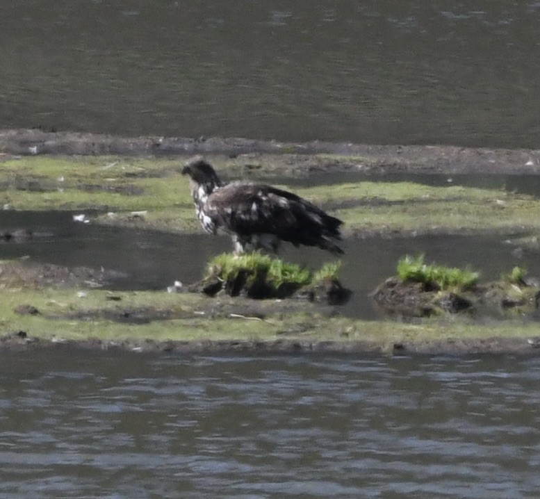 Bald Eagle - ML353331261