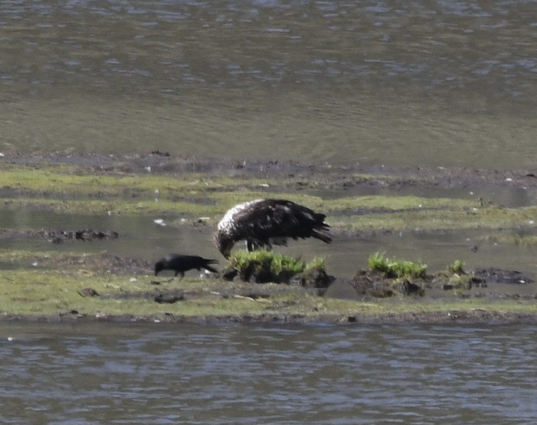 Bald Eagle - ML353331271