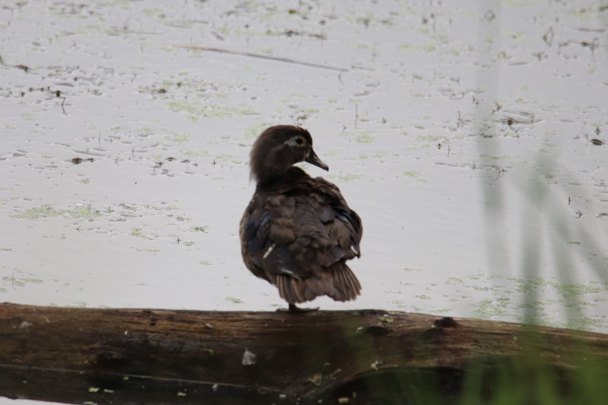 Wood Duck - ML353331291