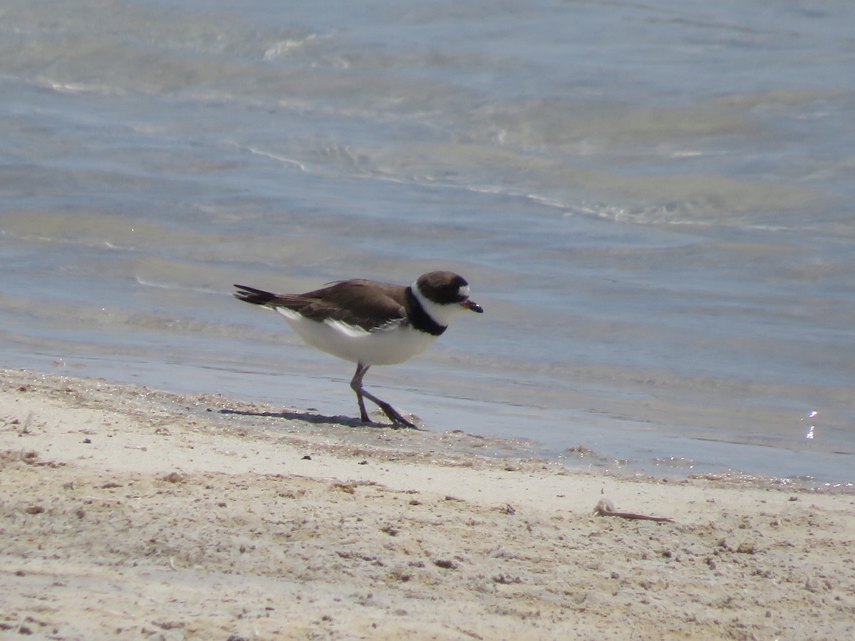 Semipalmated Plover - ML353331471
