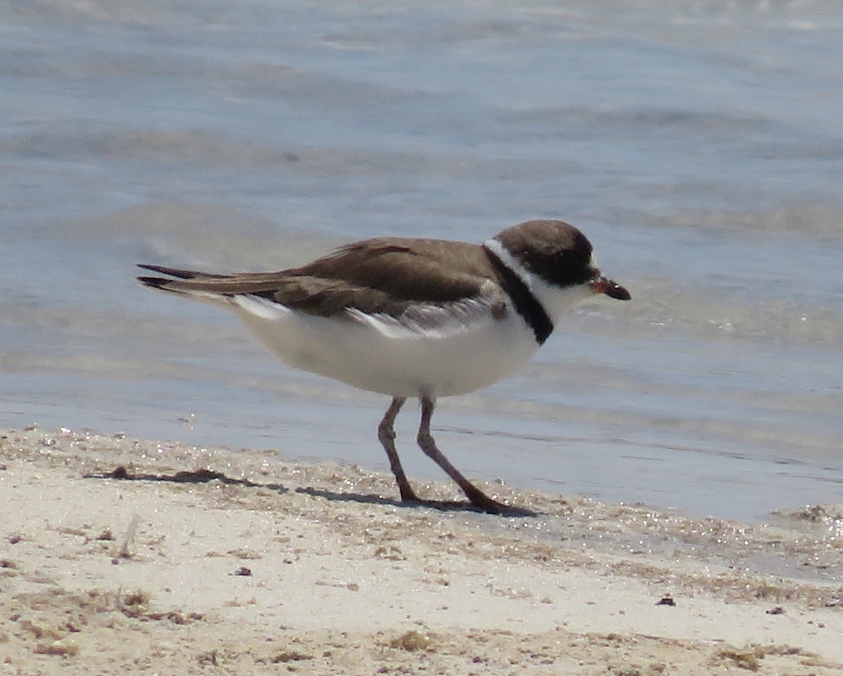 Semipalmated Plover - ML353331491