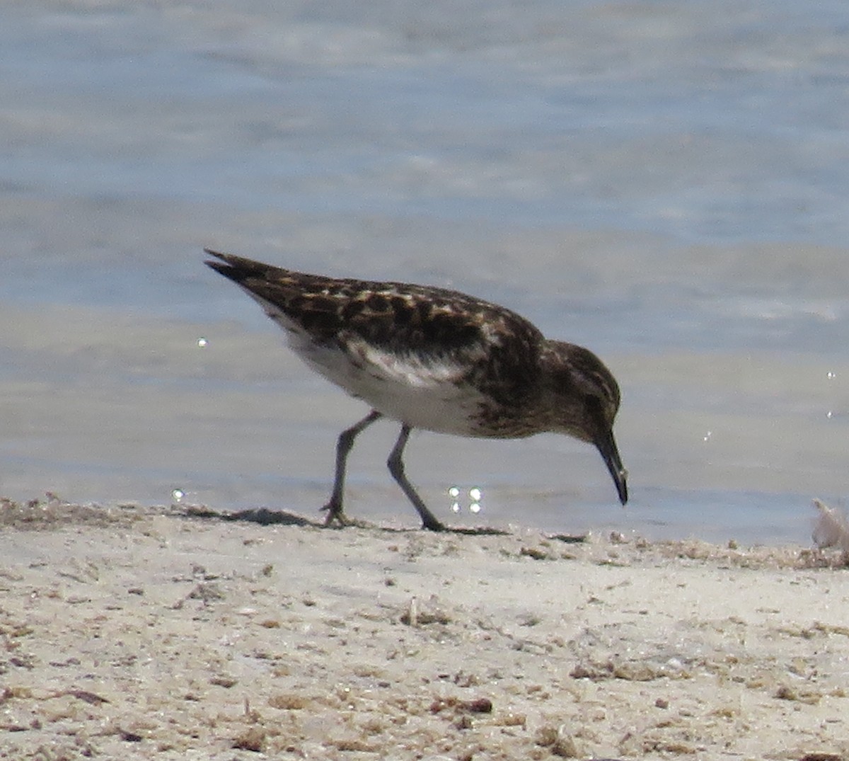 Bergstrandläufer - ML353331561