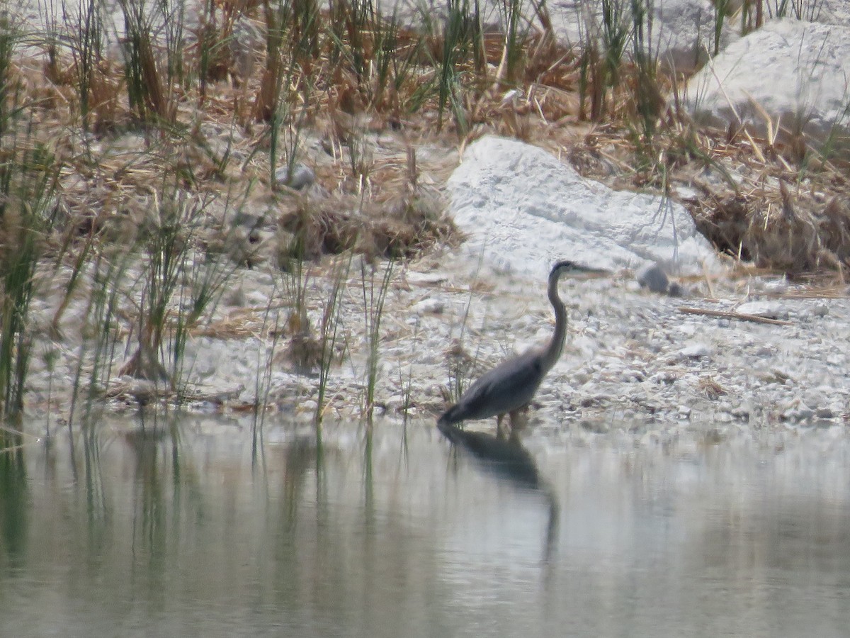 Great Blue Heron - ML353332621