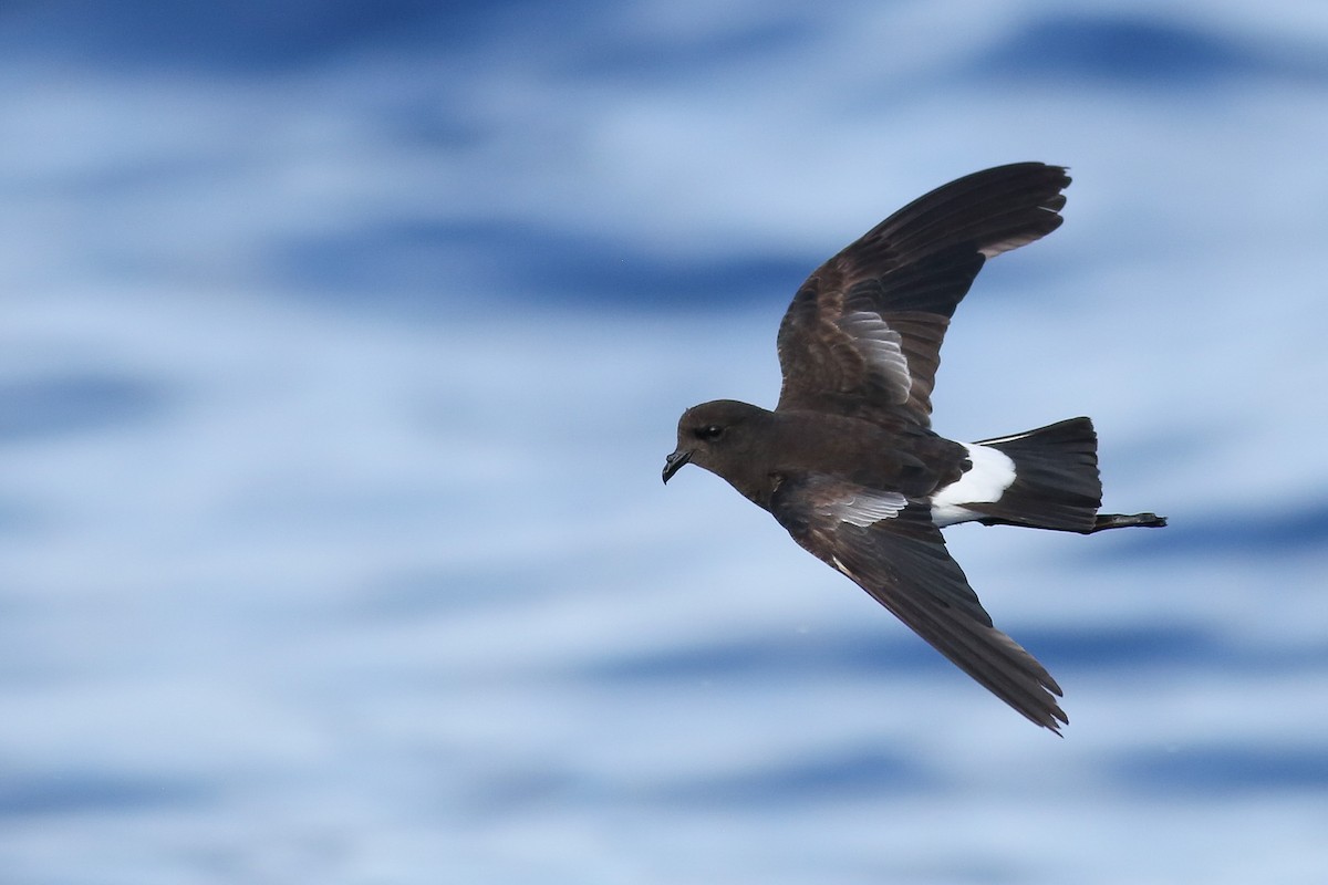 Wilson's Storm-Petrel - ML353332771