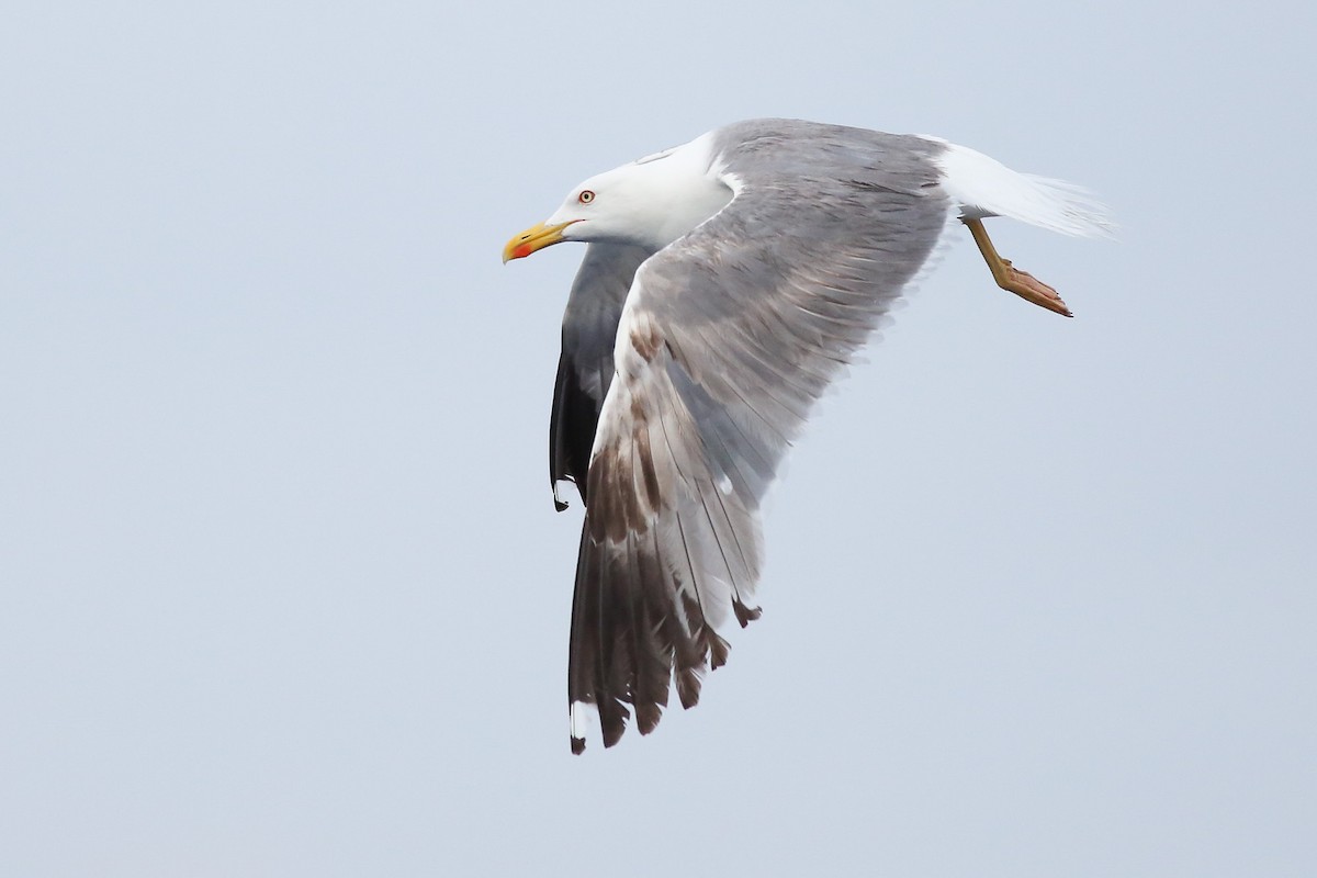 Yellow-legged Gull - ML353332811